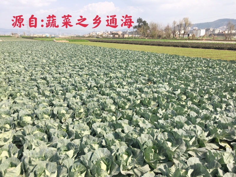 包菜甘蓝铁头，一件代发，社区团购，生鲜超市
