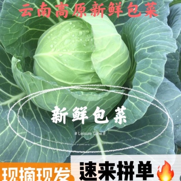包菜甘蓝铁头，一件代发，社区团购，生鲜超市