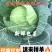 包菜甘蓝铁头，一件代发，社区团购，生鲜超市