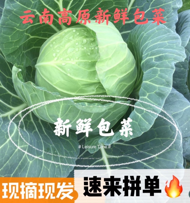 包菜甘蓝铁头，一件代发，社区团购，生鲜超市