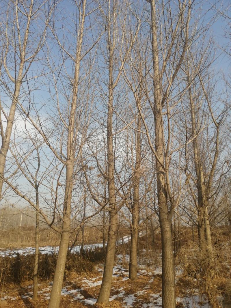 银杏树出售各种规格银杏树