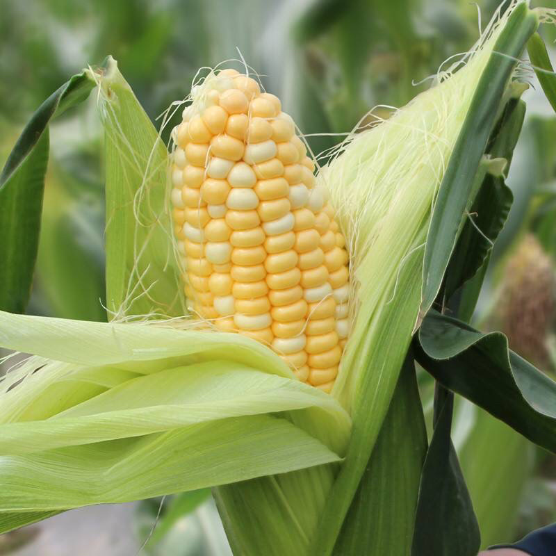 新鲜甜玉米水果玉米双色玉米鲜食玉米，一件代发，社区团购