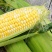 新鲜甜玉米水果玉米双色玉米鲜食玉米，一件代发，社区团购