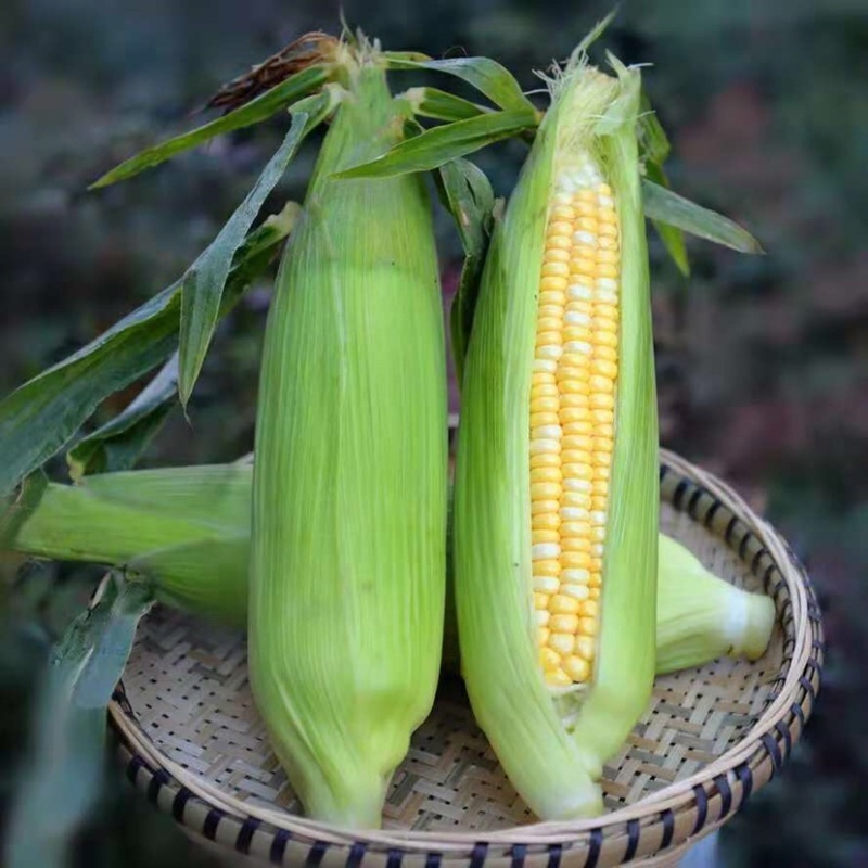 新鲜甜玉米水果玉米双色玉米鲜食玉米，一件代发，社区团购