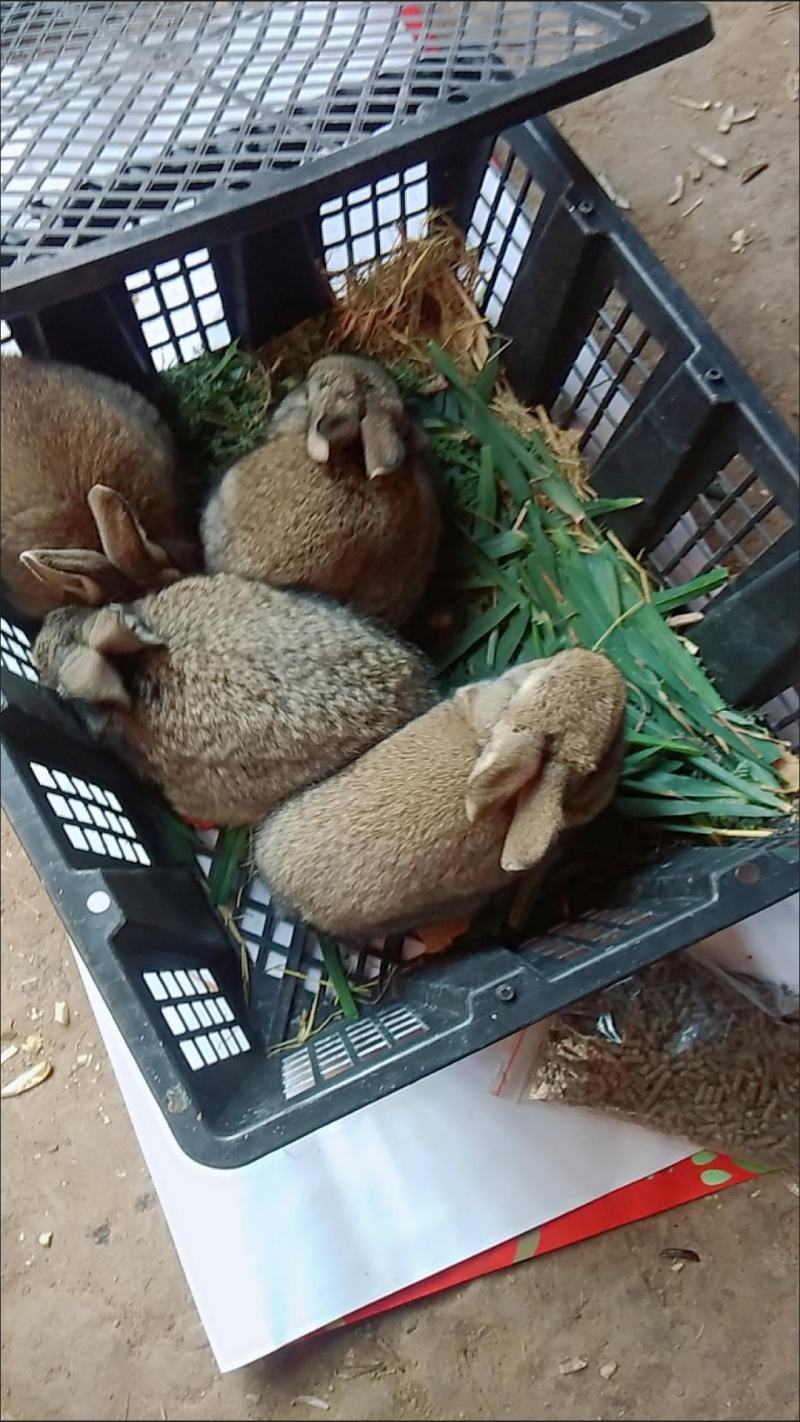 巨兔种苗，送兔笼！健康防疫！