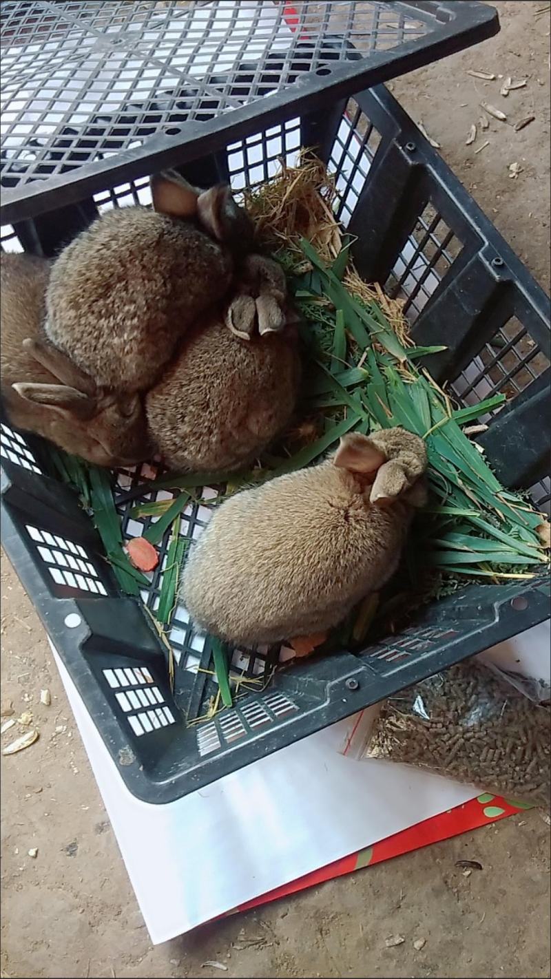 巨兔种苗，送兔笼！健康防疫！