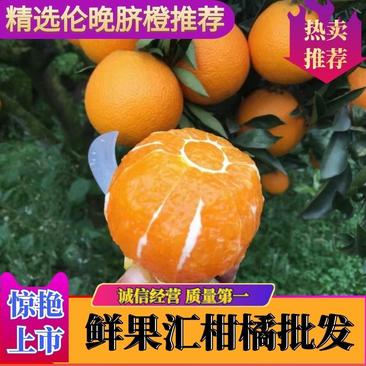 【热卖】伦晚脐橙纯甜入口化渣可视频看货产地直销