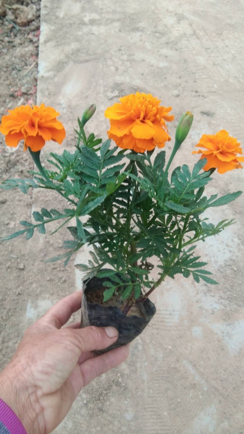 绿化工程用进口国产苗牵牛花，量大质优，全国发货