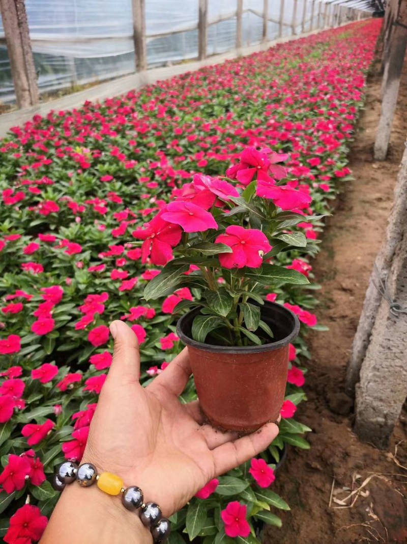 绿化工程用进口国产苗牵牛花，量大质优，全国发货