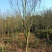紫薇小叶紫薇速生紫薇国旗红紫薇单杆丛生紫薇常年供应各种规