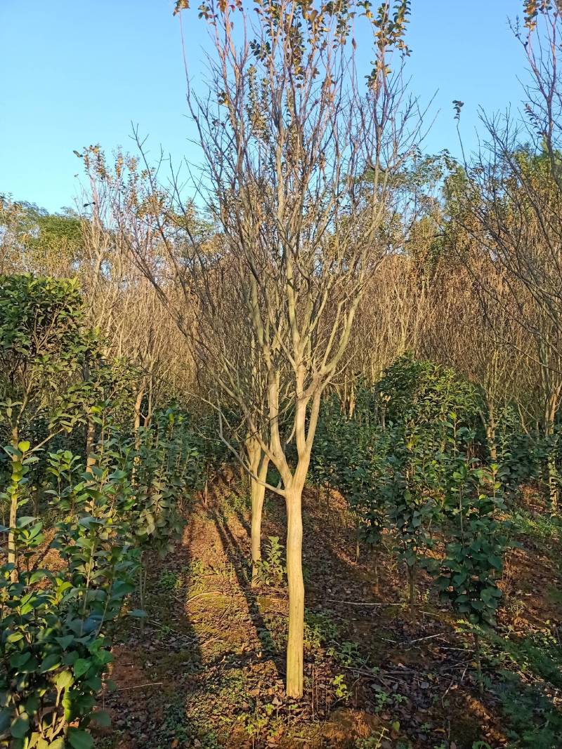 紫薇小叶紫薇速生紫薇国旗红紫薇单杆丛生紫薇常年供应各种规