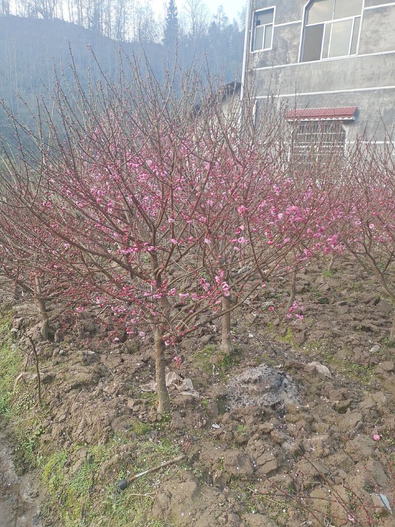 腊梅，有香味，非常的漂亮