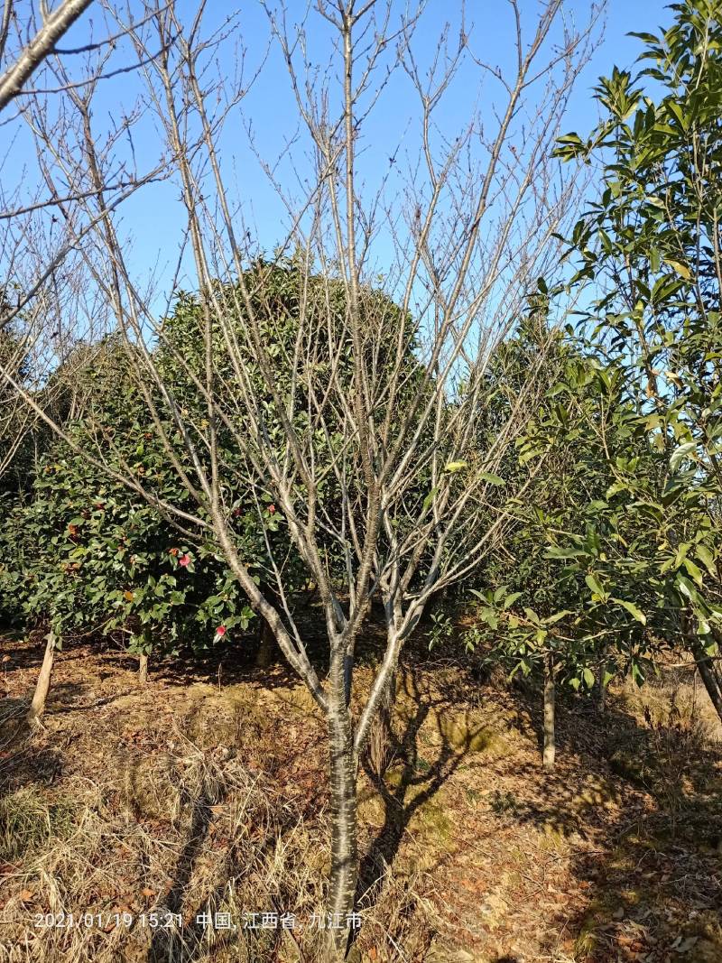 日本晚樱日本早樱东京樱花云南樱花中国红樱花常年供应