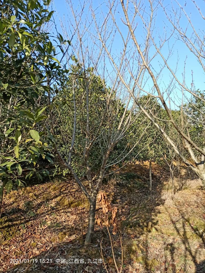 日本晚樱日本早樱东京樱花云南樱花中国红樱花常年供应