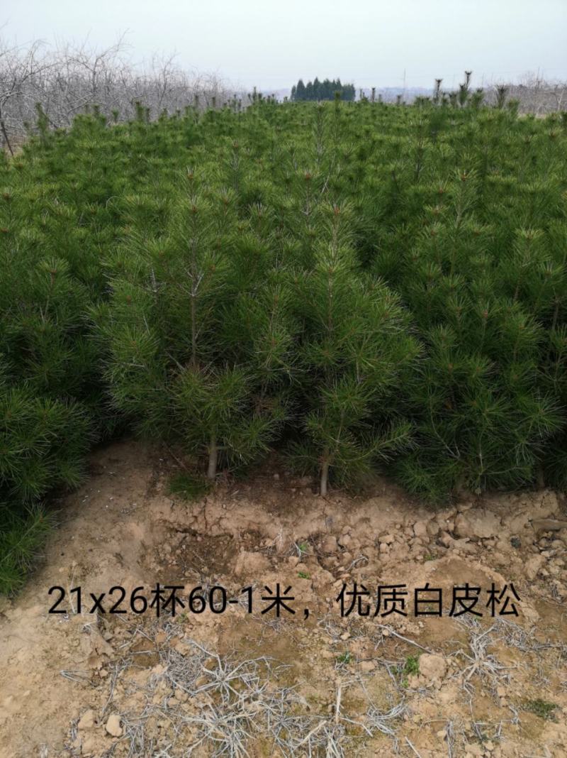 白皮松21x21营养杯50～80~1.2～1.8米