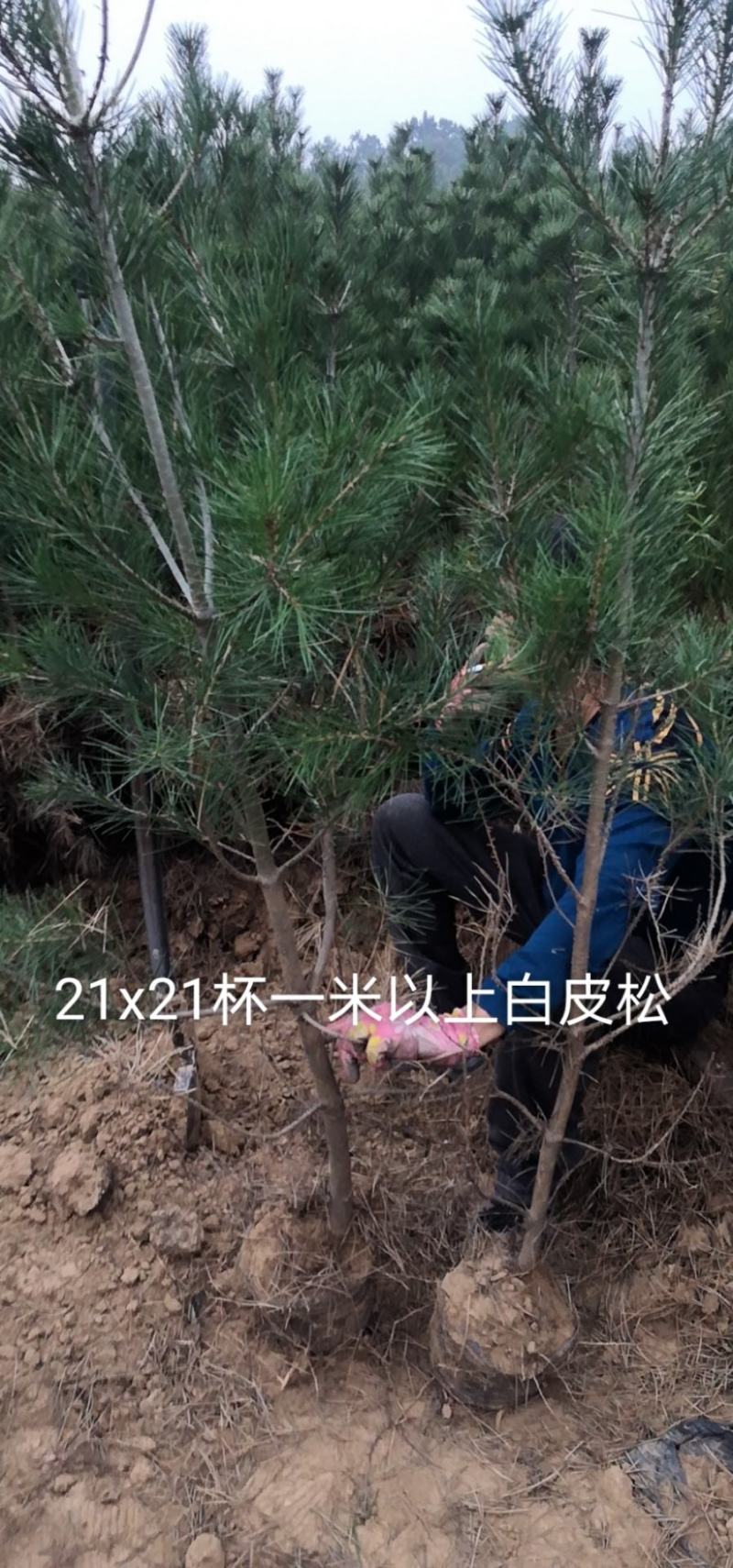 白皮松21x21营养杯50～80~1.2～1.8米