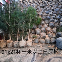 白皮松21x21营养杯50～80~1.2～1.8米