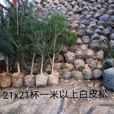 白皮松21x21营养杯50～80~1.2～1.8米