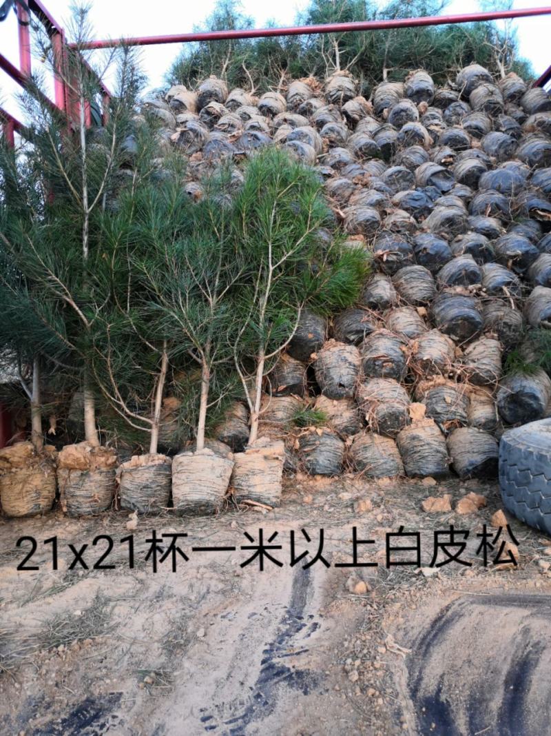 白皮松21x21营养杯50～80~1.2～1.8米