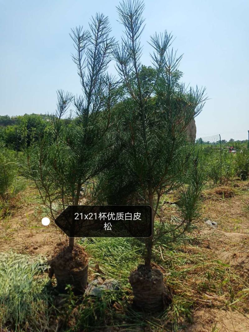 白皮松21x21营养杯50～80~1.2～1.8米