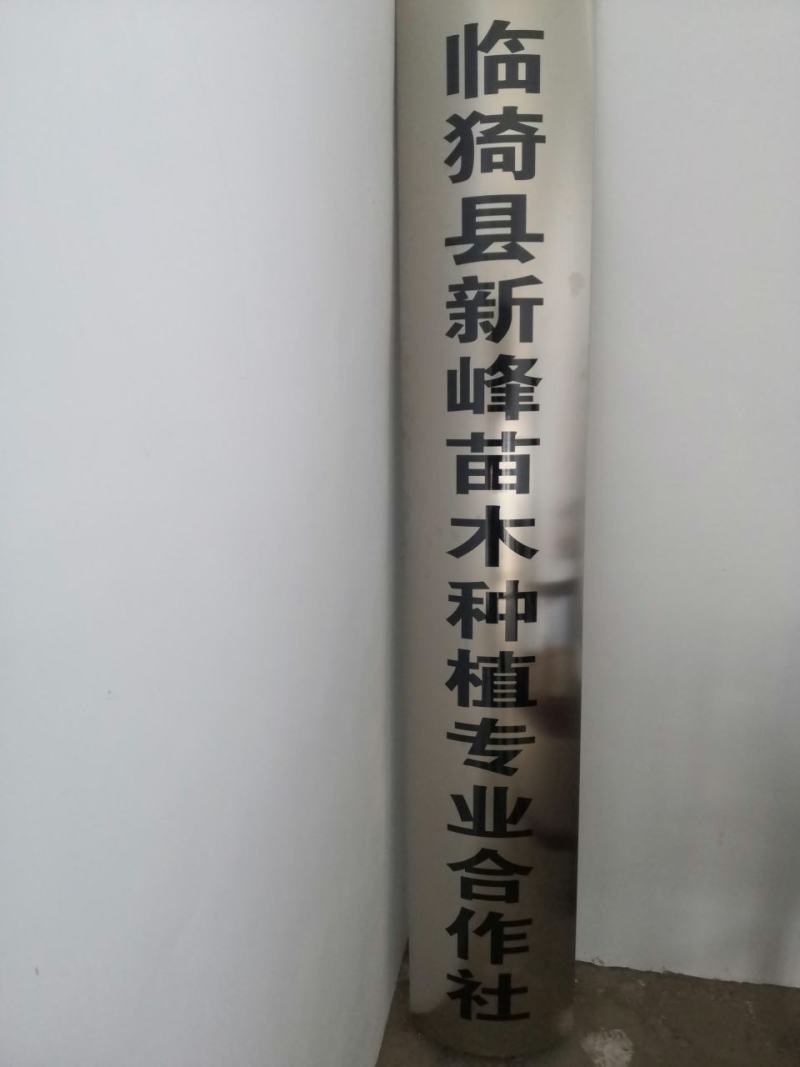 白皮松21x21营养杯50～80~1.2～1.8米