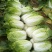 2000亩黄心白菜，响亮登场