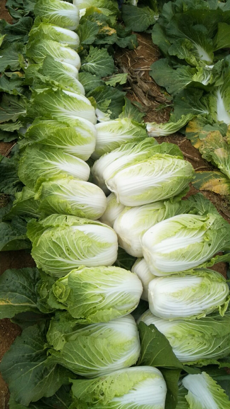2000亩黄心白菜，响亮登场