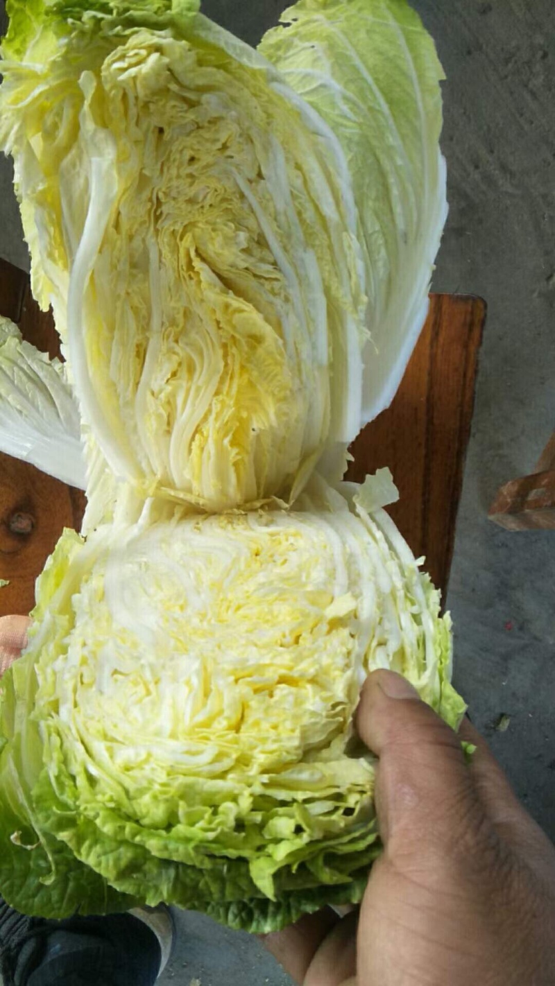 2000亩黄心白菜，响亮登场