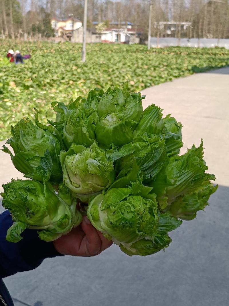 精品儿菜。保证装车时间和品质。欢迎选购大量上市