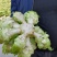 精品儿菜。保证装车时间和品质。欢迎选购大量上市