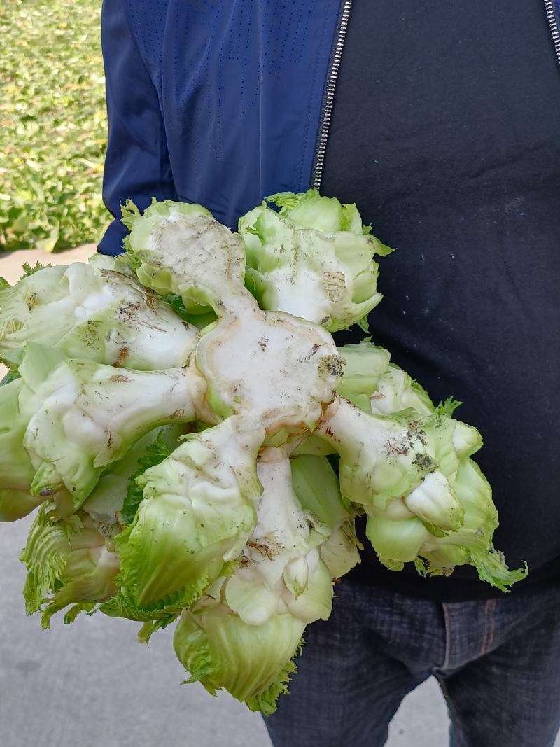 精品儿菜。保证装车时间和品质。欢迎选购大量上市