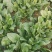 菠菜大量上市价格便宜
