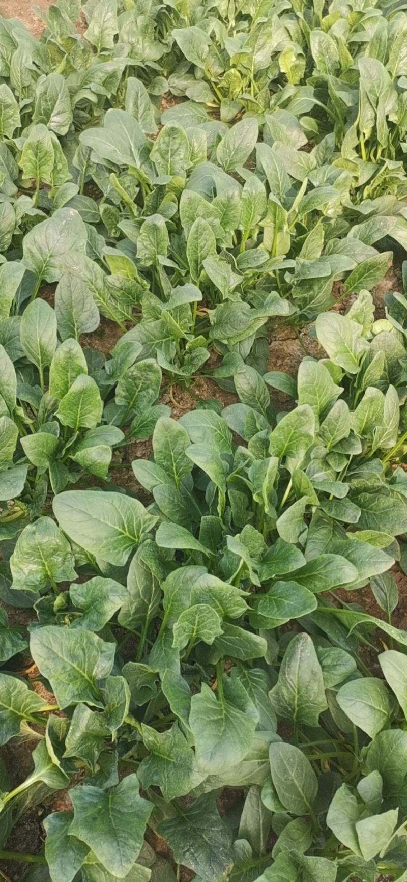 菠菜大量上市价格便宜