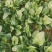 菠菜大量上市价格便宜