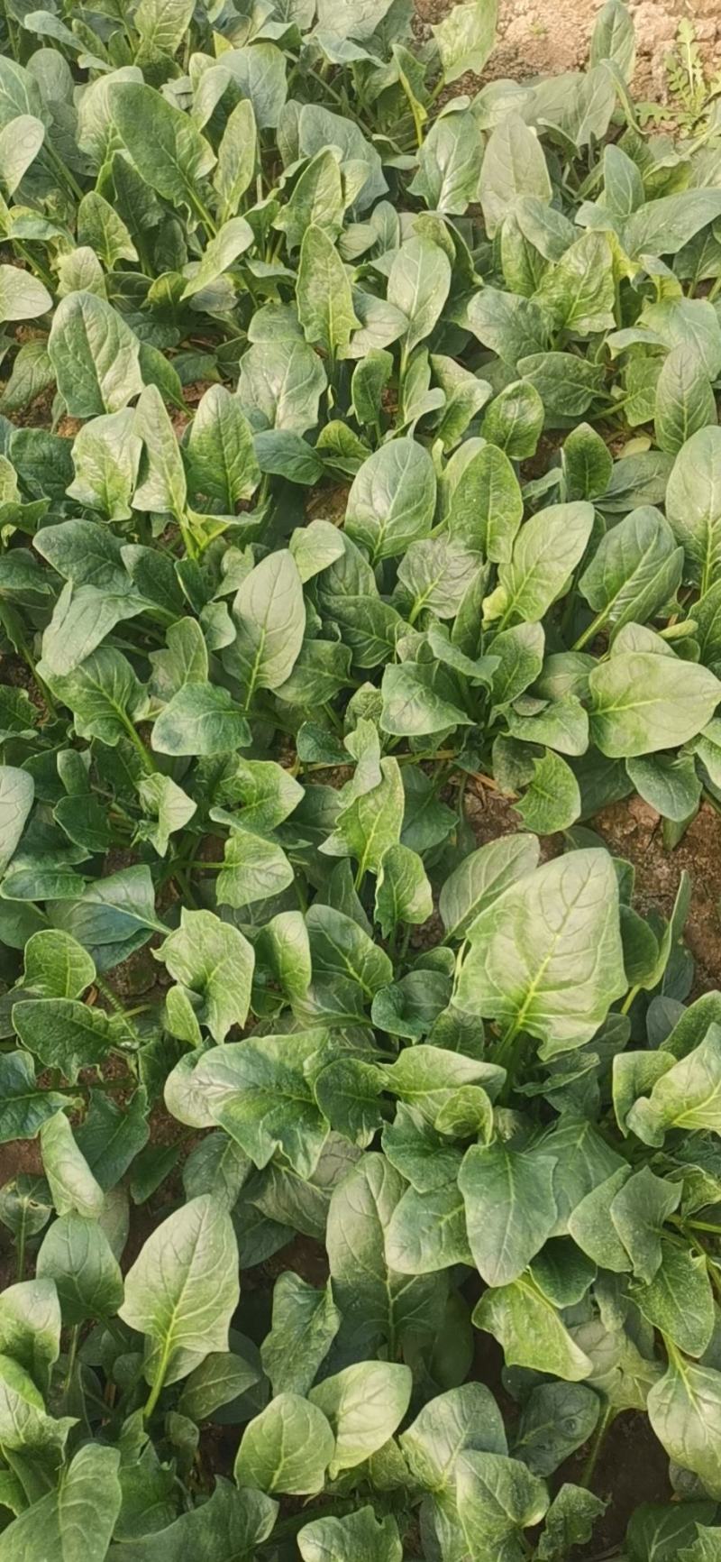 菠菜大量上市价格便宜