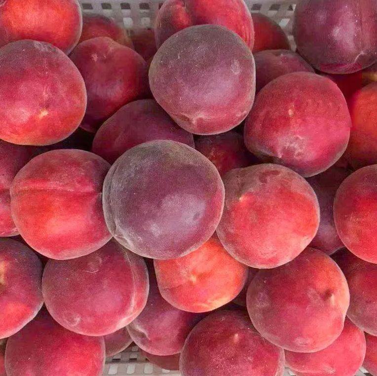 五种典型冬桃品种并列展示:左侧为映霜红,果面全红带霜状光泽;中间偏左为雪桃王,浅粉红底色配细密绒毛;正中为中华冬桃,果形略扁圆,果顶凹陷明显;右二为青州冬雪蜜桃,果皮乳白泛淡绿,光洁无斑;最右侧为玉露香冬系改良种,近圆形,阳面呈晕红色。背景为果园清晨露水未干场景 不同冬桃品种对比图