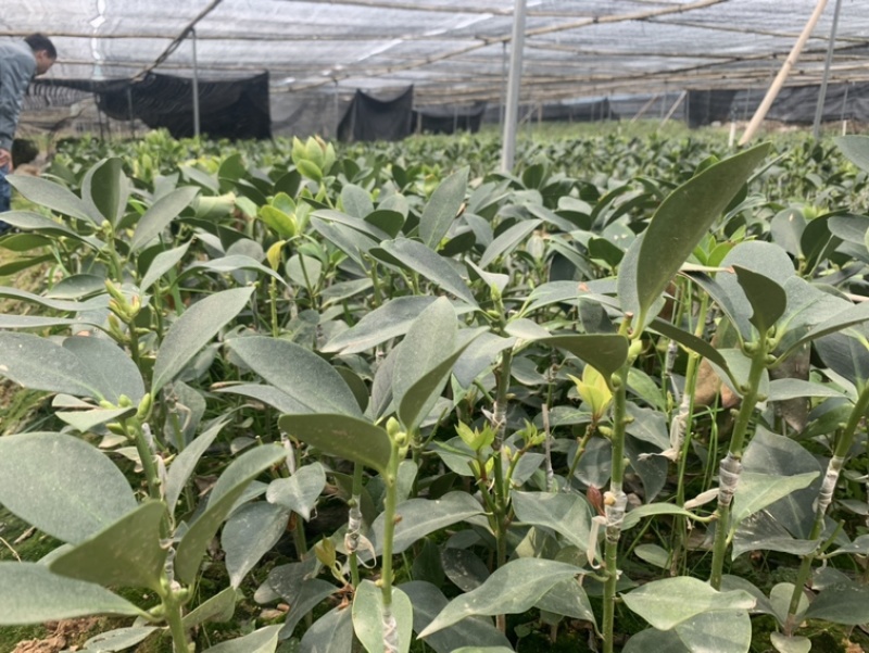 大红八角嫁接苗，罗马东荣木王陈平品种