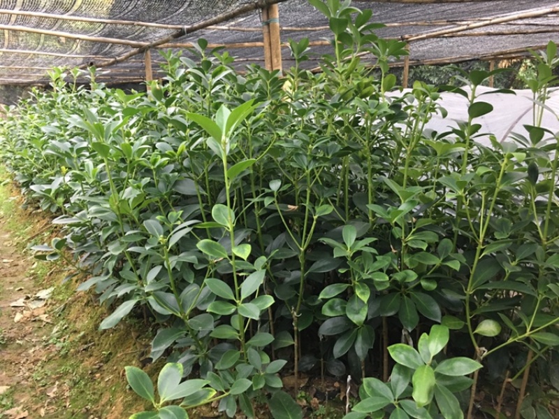 大红八角嫁接苗，罗马东荣木王陈平品种