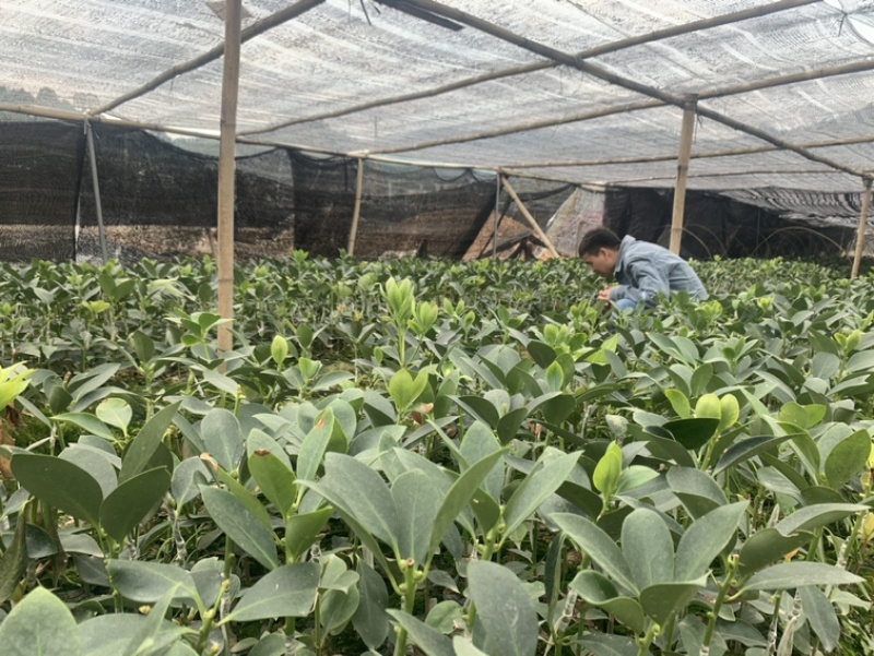 大红八角嫁接苗，罗马东荣木王陈平品种
