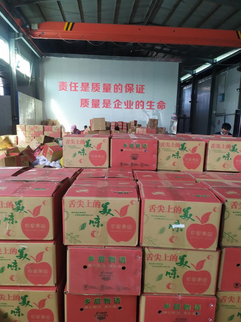 礼泉红富士苹果，大量出售各种规格都有，膜袋富士，纸加膜，