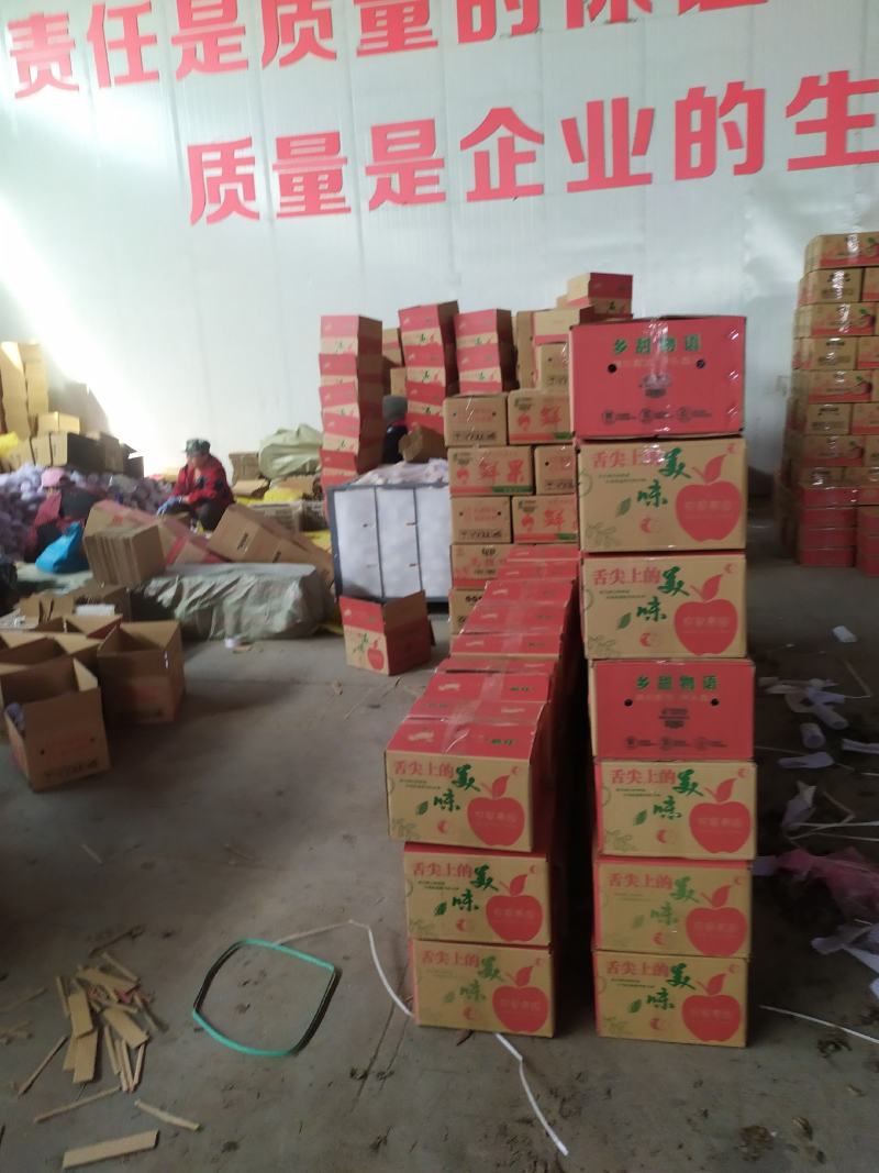 礼泉红富士苹果，大量出售各种规格都有，膜袋富士，纸加膜，