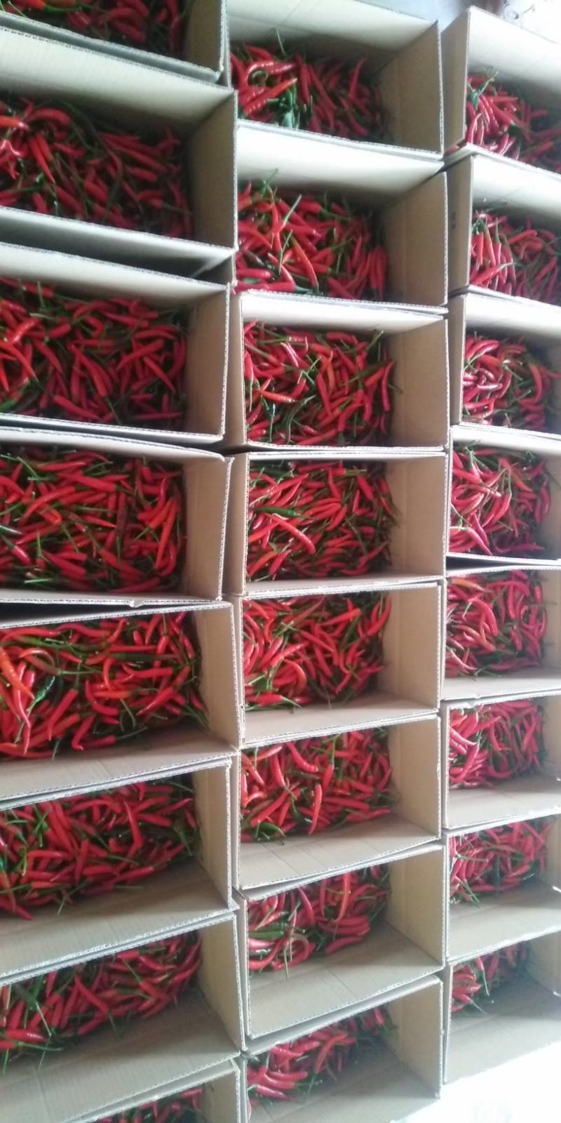 辣椒朝天椒小米椒特辣艳红小米椒一件5斤包邮