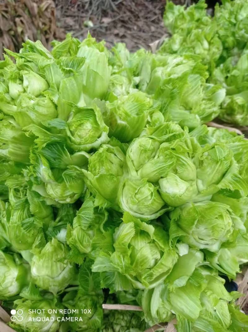 百亩园精品儿菜，价格实惠，质量保证，数量有限，先到先得