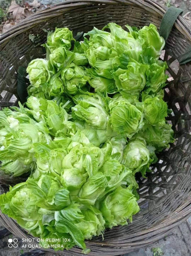 百亩园精品儿菜，价格实惠，质量保证，数量有限，先到先得