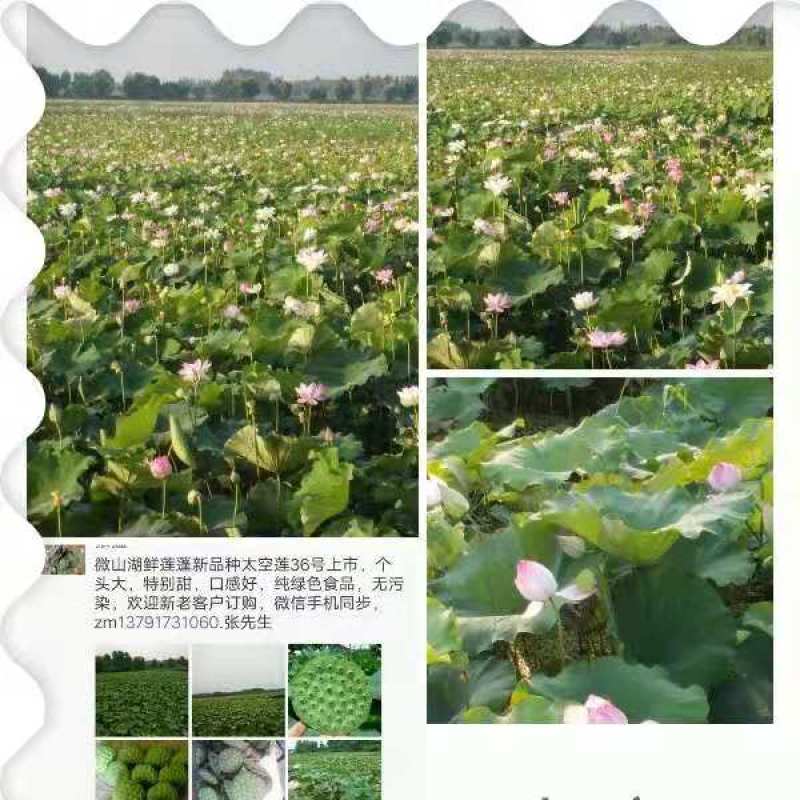 藕种太空连36号，高产无病害！！！！