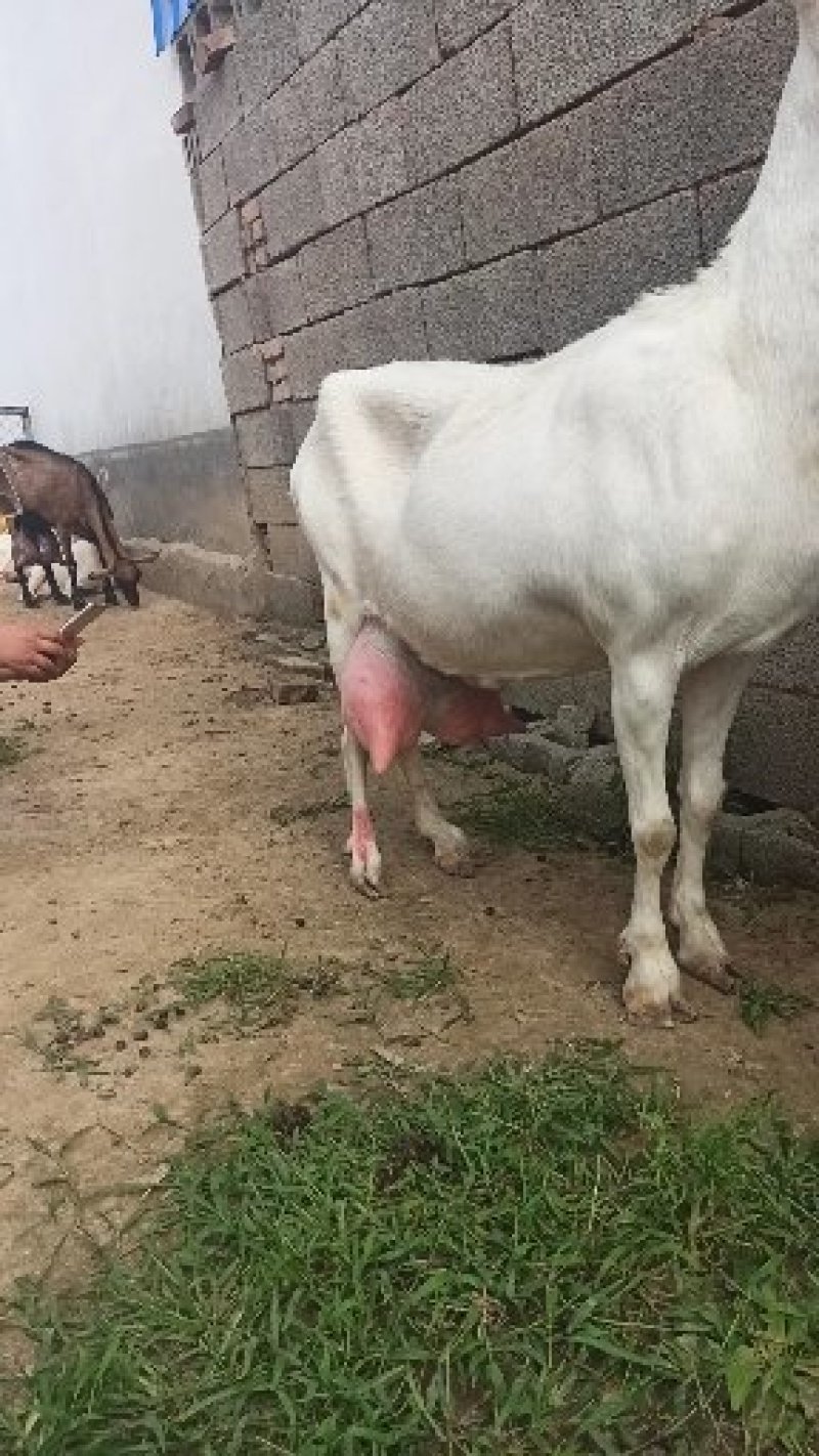 纯种奶山羊活羊羊羔高产量萨能奶山羊成年奶山羊吐根堡红鹿奶