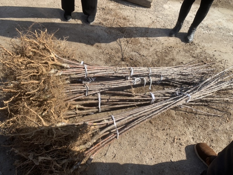 大樱桃成品苗，嫁接苗布鲁克斯美早蜜露