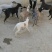 惠比特格力灵缇犬血统猎兔犬细狗黑白活上下摩托车