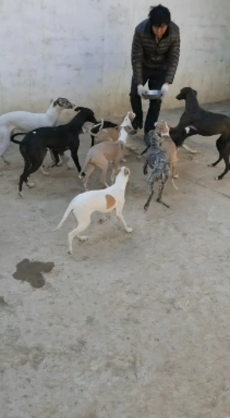 惠比特格力灵缇犬血统猎兔犬细狗黑白活上下摩托车