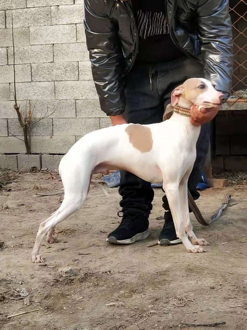 惠比特格力灵缇犬血统猎兔犬细狗黑白活上下摩托车